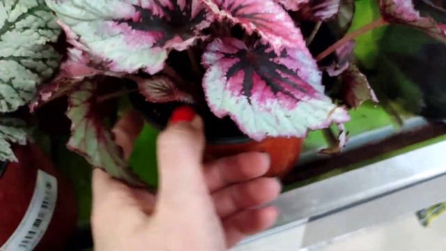 В раю цветов🥰Обзор магазина ЛЕТТО. заходи смотреть онлайн