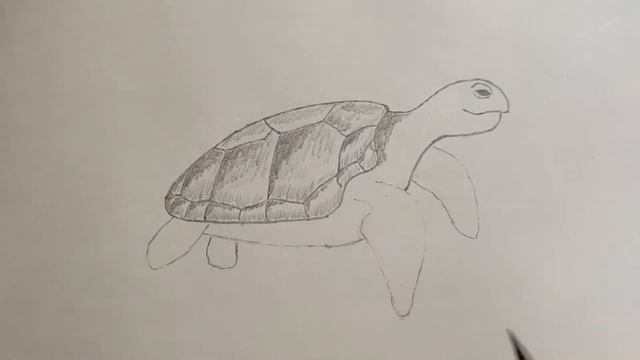 How to Draw a Sea Turtle смотреть онлайн