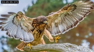 Звук ястреба для отпугивания птиц Звуки хищных птиц для отпугивания птиц Громкий звук и крик ястреб