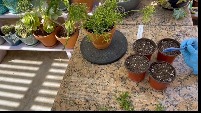 Propagate Rhipsalis Mistletoe Cactus смотреть онлайн