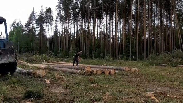 Лесоповал#82тысячи рублей за 7часов|МТЗ 80| смотреть онлайн