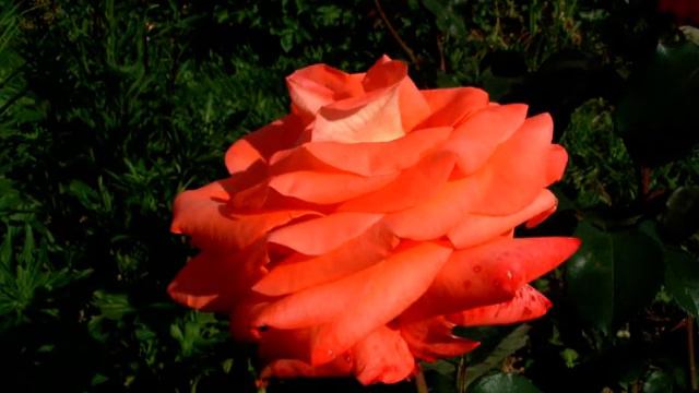 Леди дождя смотреть онлайн