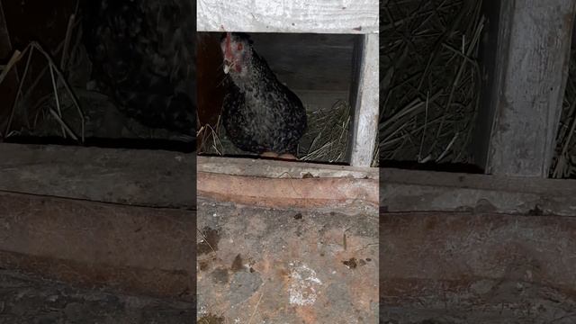 Куриный звук перед тем как вот-вот она снесёт яйцо! #курынесушки #chick #куры #яйцо #курятник смотреть онлайн