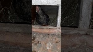 Куриный звук перед тем как вот-вот она снесёт яйцо! #курынесушки #chick #куры #яйцо #курятник