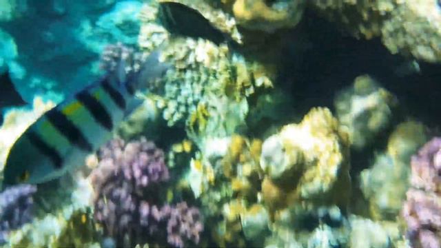 Egypt,Sharm el-Sheikh,Faraana reef смотреть онлайн
