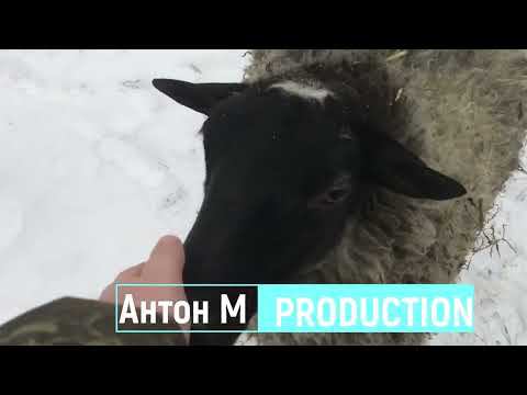 Романовские овцы и кормление сенажом зимой(зима 2022) смотреть онлайн