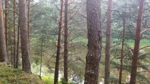 Река Молога ниже поселка Максатиха / Обзор  примерного маршрута для сплава и местности