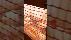 Расклёв у индюшат.Лечение АСД 3