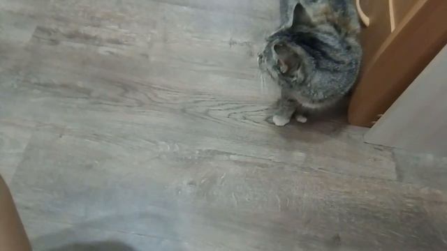 Кролик и киска. смотреть онлайн