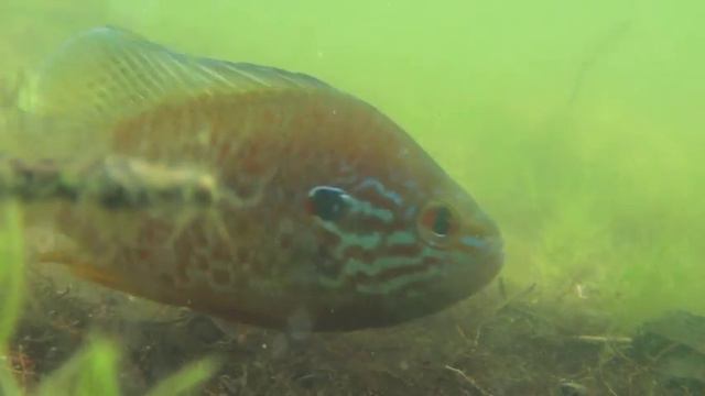 Нерест солнечного окуня Lepomis gibbosus.m4v смотреть онлайн