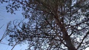 Охота на куницу с Западносибирскими лайками