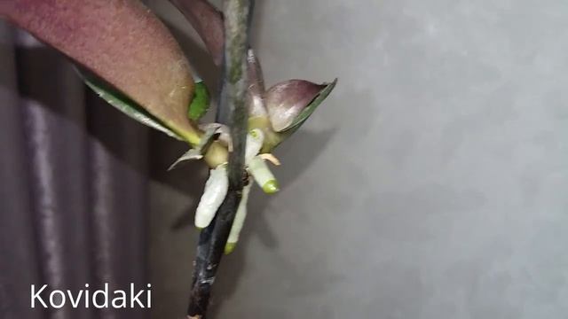 Детки орхидеи фаленопсис 1 месяц спустя. Обзор корневой системы и листьев. смотреть онлайн