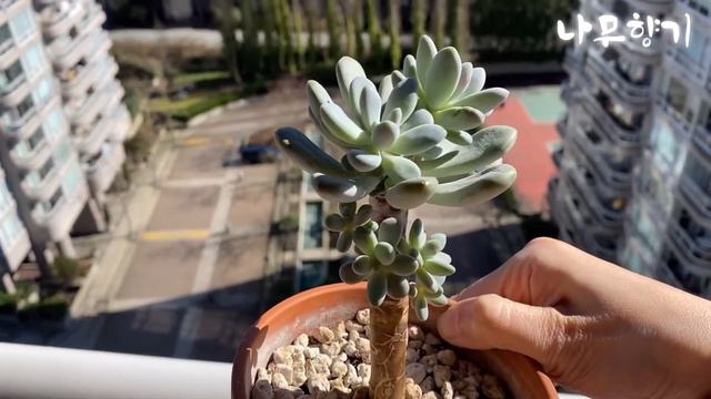 다육이 성형, 적심 смотреть онлайн