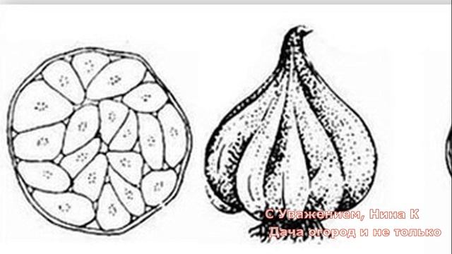 КАКОЙ ЧЕСНОК ВЫБРАТЬ ОЗИМЫЙ ИЛИ ЯРОВОЙ??КАК ОТЛИЧИТЬ ОЗИМЫЙ ЧЕСНОК ОТ ЯРОВОГО ПРИ ПОКУПКИ НА ПОСАДК смотреть онлайн