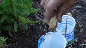 Как собрать  семена тюльпанов