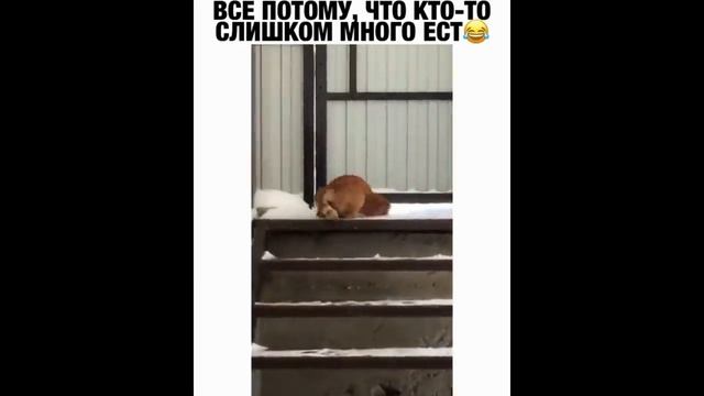 Подборка приколов 2022. Ржач, смех. Антистресс смотреть онлайн