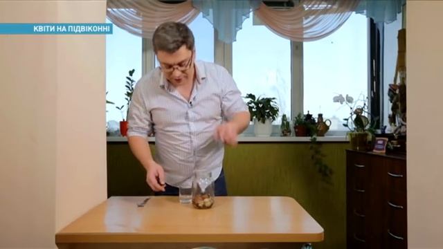 Как вырастить тюльпаны на подоконнике | Ранок з Україною смотреть онлайн