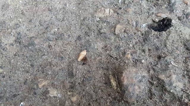 МИРМЕКОЛОГИ???РАБОВЛАДЕЛЬЦЫ  И РАБЫ ?