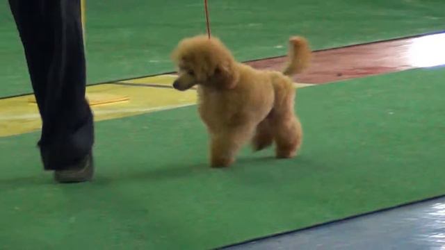 Иркутск 08.06.13 CACIB  Тип Топ с Острова Грёз