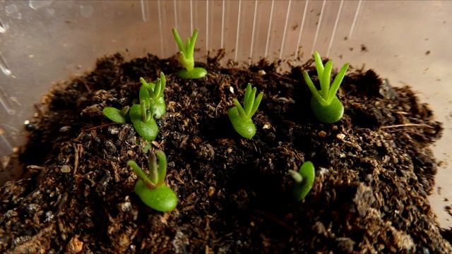 Семена Adenium-doma / Суккуленты и домашние растения из семян / Что выросло смотреть онлайн