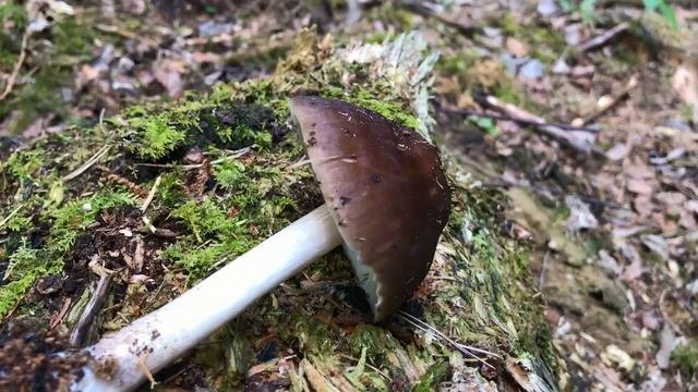 Rehbrauner Dachpilz, Brauner Dachpilz, Pluteus cervinus, Pluteus atricapillus, Rhodosporus cervinus смотреть онлайн