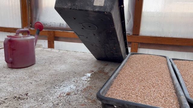 Мой способ укоренения пеларгонии в красном вермикулите . смотреть онлайн