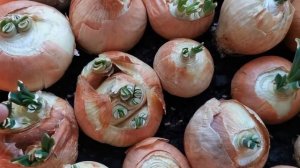 ЛУК НА ПЕРО НА ЗЕЛЕНЬ (ЗА 15 ДНЕЙ) | ЛУК НА ПЕРО ДОМА НА ПОДОКОННИКЕ | ВЫРАЩИВАЕМ ЛУК НА ПЕРО ДОМА