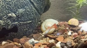 гуппи чешутся о грунт, что это?