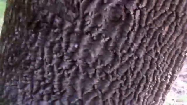 Весело гуляем по лесу, вдоль речки. И на закате палим костер смотреть онлайн