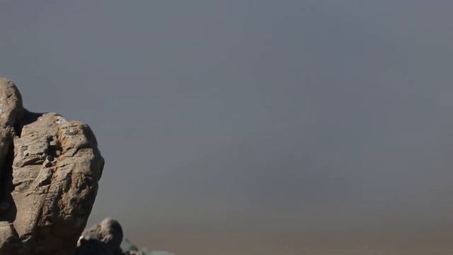 Каменный воробей | Rock Sparrow | Petronia petronia смотреть онлайн