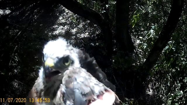 Гнездо ястреба-перепелятника №4 смотреть онлайн