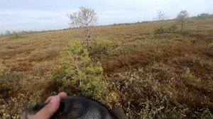 Злые рыбы Васюганских болот.Крупный окунь на блесну.