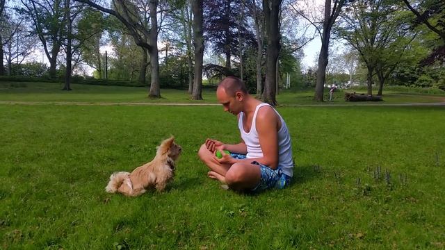 Команды, которые Кекс знает в пол года / Тренировка собаки (Пекинес / собака) смотреть онлайн