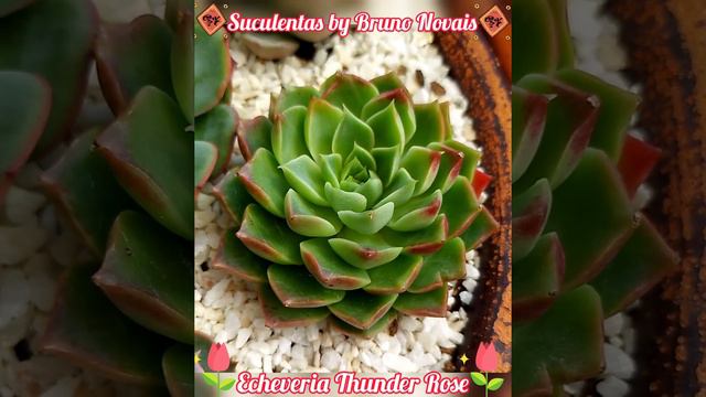 🌸Echeveria Thunder Rose🌸 смотреть онлайн