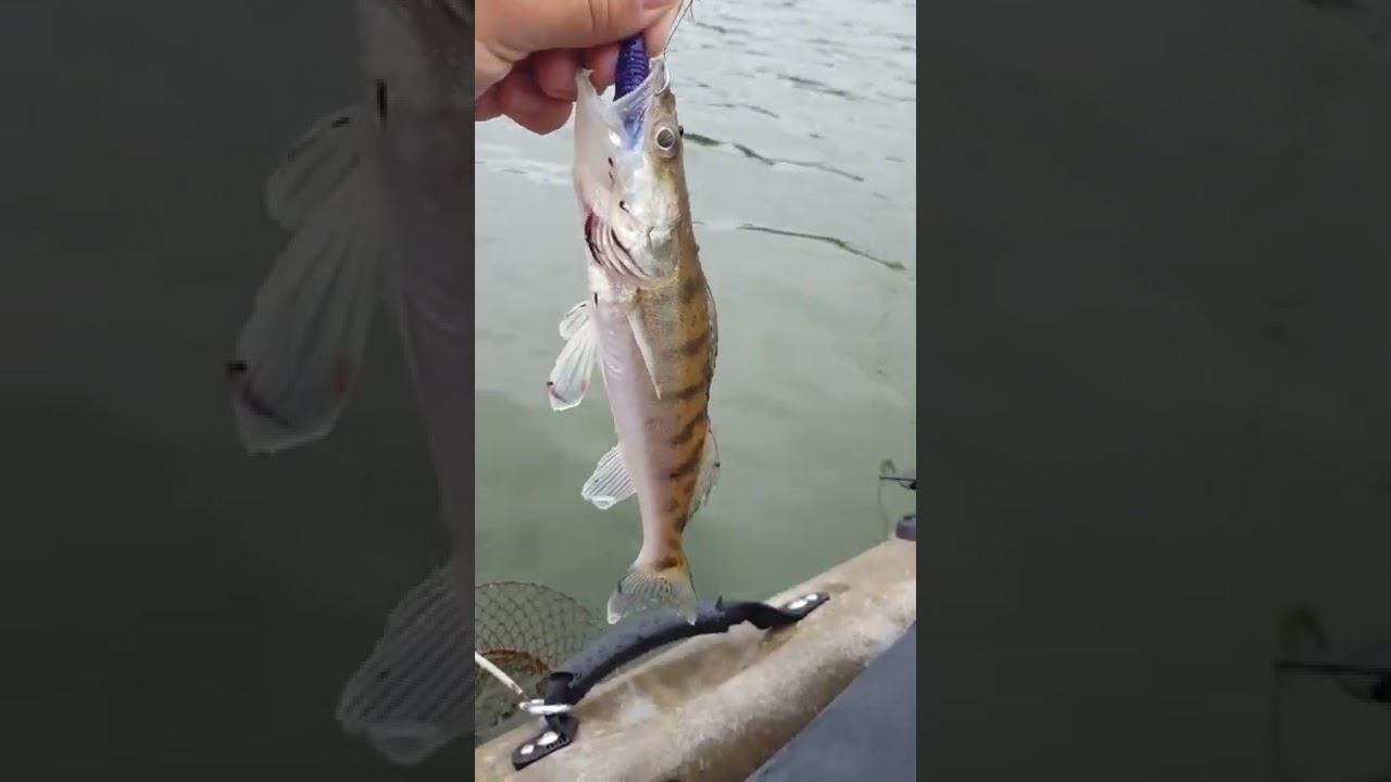 судачок на отводной поводок с каяка смотреть онлайн