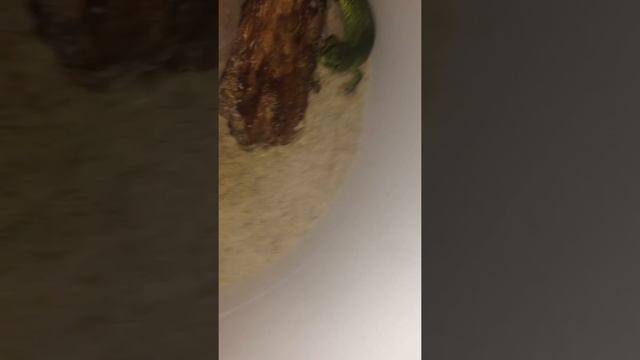 Моя ящерица ест небольшого паука🕷 смотреть онлайн