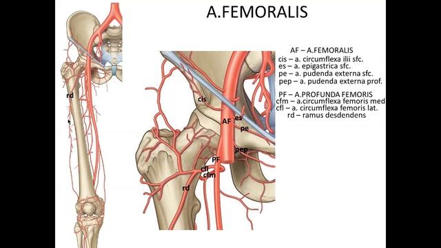 Arteries Of The Lower Extremity