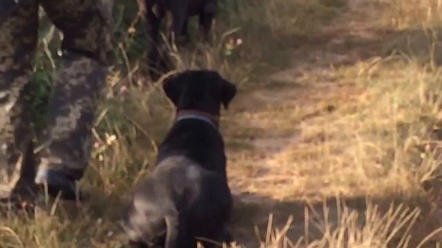Корсо на охоте ))) / Cane Korso hunting смотреть онлайн