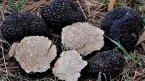 Гриб Трюфель- описание, съедобность, где растет, в чём польза?
