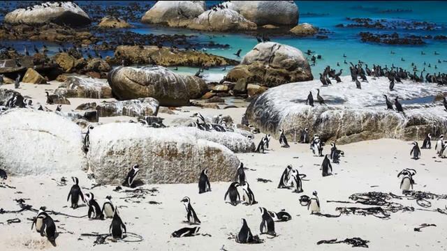 ПИНГВИНЫ - Как они узнают друг друга смотреть онлайн