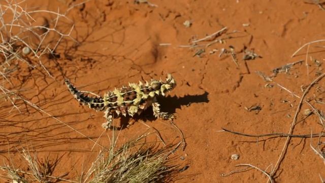 Frank encuentra un demonio espinado | Wild Frank: Tras la evolución de las especies | Animal Planet смотреть онлайн