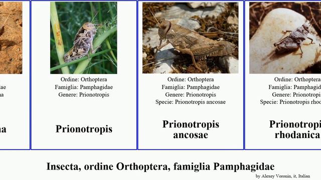Insecta, ordine Orthoptera, famiglia Pamphagidae cucullata Prionotropis Trachypetrella ancosae смотреть онлайн