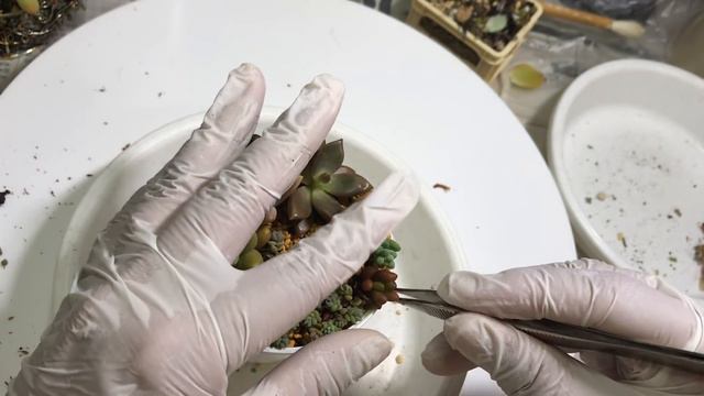 127【多肉植物】解体から寄せ植え８連打！この鉢ならいける！初心者の夫が寄せ植え初挑戦😱⁉️ смотреть онлайн