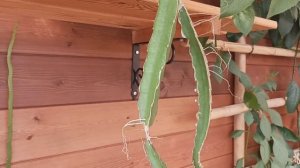 Питахайе три года. Как выглядит растение.