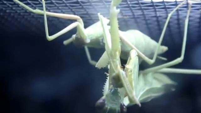 Praying Mantis eating Praying Mantis (Part 1) смотреть онлайн