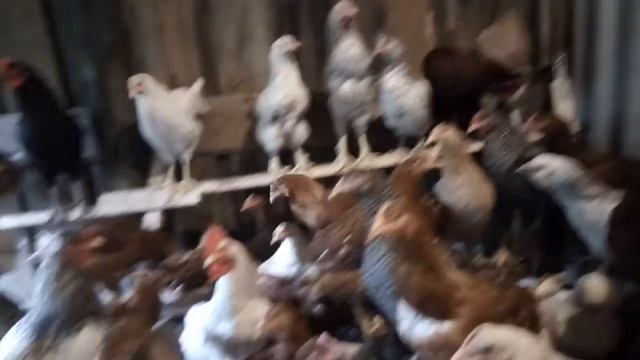 Обучаем петухов кукарекать! Наше хозяйство подросло смотреть онлайн