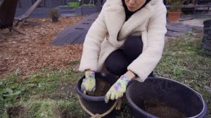 Посадка тюльпанов в кашпо | Раннее цветение весной