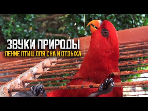 Звуки природы и пение экзотических птиц в зеленном лесу для сна смотреть онлайн