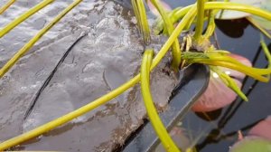 Зимой нимфеи погибнут если.. Как ухаживать за нимфеями в зимний период.