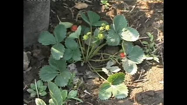 Валерий Панов: Когда можно сажать клубнику (землянику)? смотреть онлайн